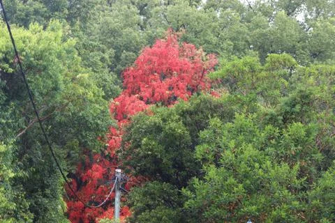 Red tree within cluster of green ones with power post and line showing Stock Photos
