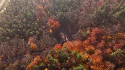 Red Trees Flowing, Tranquil Wilderness Landscape Featuring Colorful Autumn Trees Видео 328049682