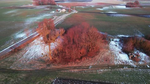Red trees Stock Footage 171585008