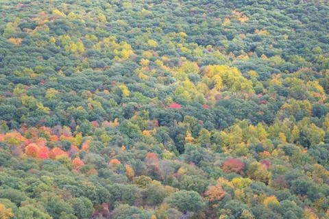 Red trees Stock Photos