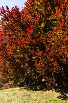 Red trees Stock Photos