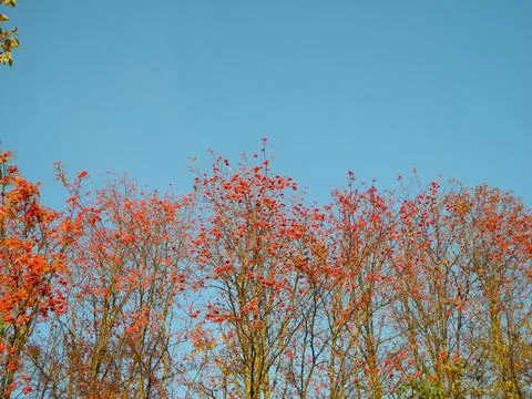 Red trees Stock-Fotos