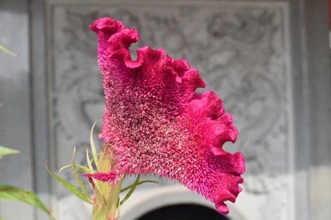 Red Triangle Flower Foto stock