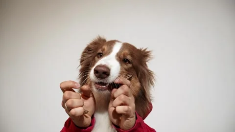 Red tricolor Australian Shepherd eats dried beef lung and then shows two fingers Stock Footage 342966338