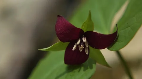 Red Trillium Blowing in the Wind Video stock 54046762