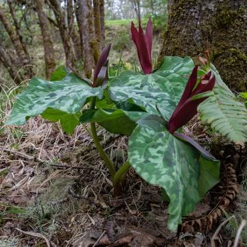 Red Trillium Foto stock