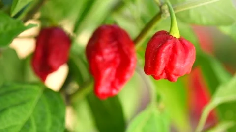 Red Trinidad Moruga Scorpion Pepper Chili growing in a garden, outdoor Stock Footage 340925645