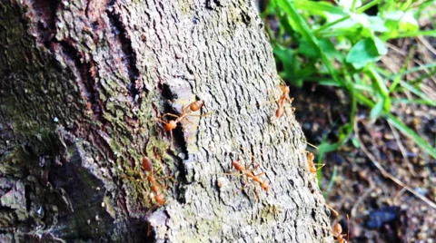 Red tropical ants closeup Stock Footage 67283993
