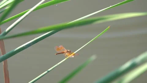 A red tropical dragonfly folded its wings and froze on the tip of a stick. Stock Footage 343268775