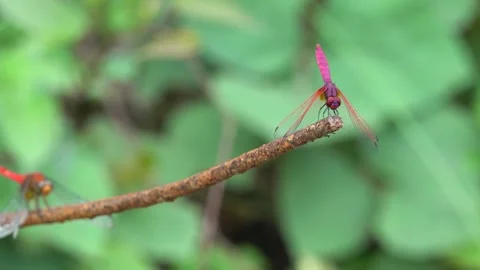 A red tropical dragonfly folded its wings and froze on the tip of a stick. Stock Footage 343271264