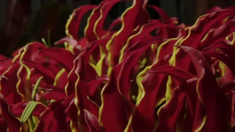 Red Tropical Flower Stock Footage 136210841