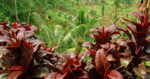 Red tropical foliage framing view of rice terraces in Tegallalang, Bali Stock Footage 311487487