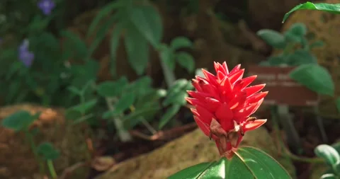 Red Tropical Ginger Flower Blooming in Botanical Garden Stock Footage 337434574