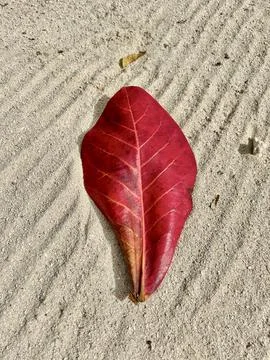 Red tropical leaf on sand background 库存照片