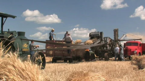 Red truck loading wheat from threshing operation Video stock 495068