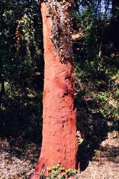 Red trunk of a cork tree Stock Photos