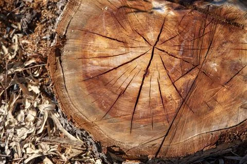 Red trunk of a cut tree Stock Photos