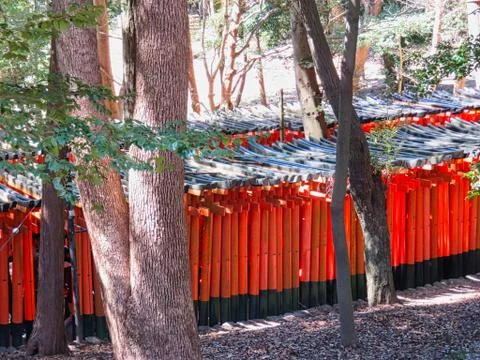 Red trunks in a park Stock Photos
