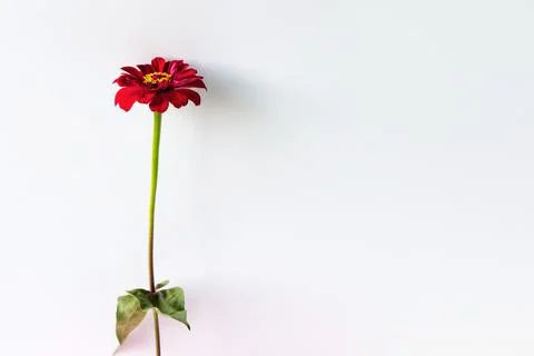 Red tsinia flower Stock Photos