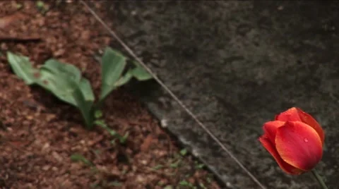 Red tulip 01 Stock Footage 63839021
