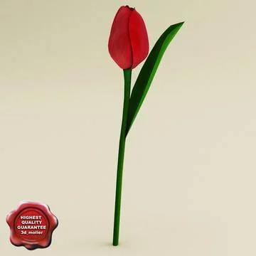 Red Tulip ~ 3D Model ~ Download #91501864 | Pond5