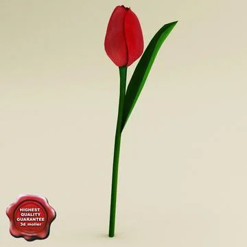 Red Tulip 3D Model