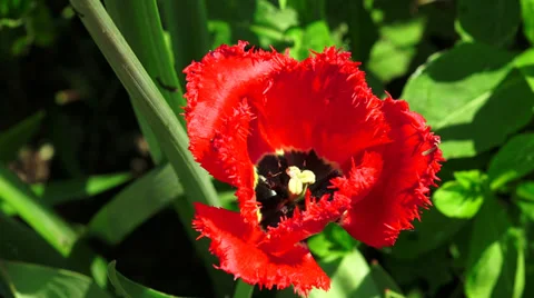 Red Tulip. 4K. Video stock 38644691