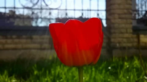 Red tulip and blue sky Stock Footage 73490629