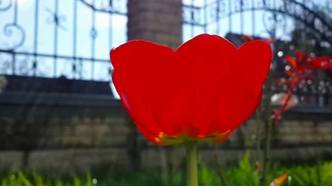 Red tulip and blue sky Stock Footage 73491382