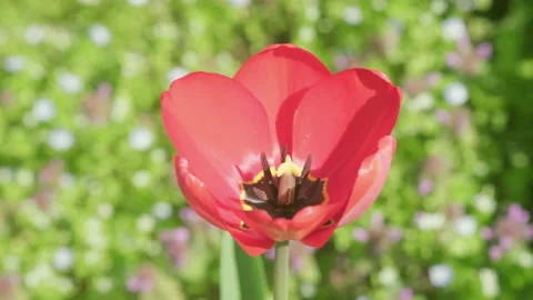 Red tulip and spring flowers and in the field. Large open flower Stock Footage 192653699