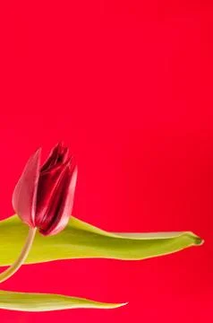 Red tulip background Foto stock