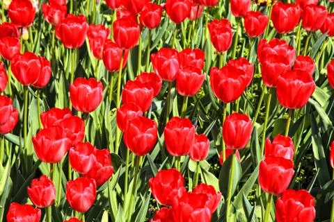Red tulip background 库存照片