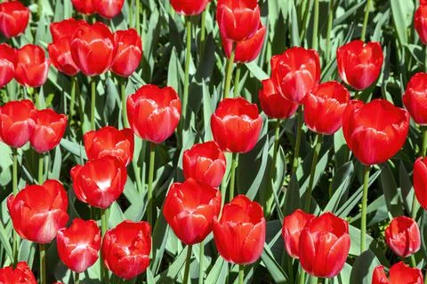 Red tulip background Stock Photos
