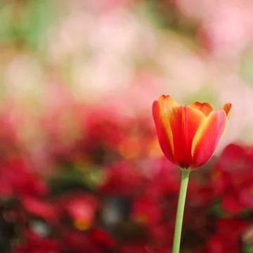 Red a tulip on a bed. shallow depth-of-field. Stock Photos