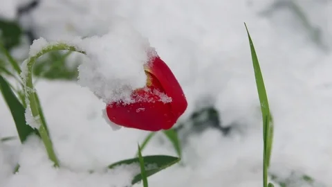 A red tulip bent under the weight of snow - natural anomaly Vídeo Stock 74778455