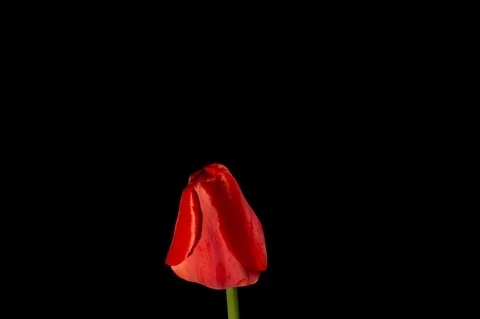 Red tulip on black background Stock Footage 106807621