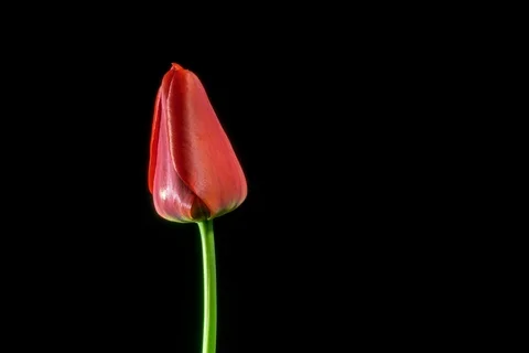 Red tulip on black background Stock-Footage 106808098