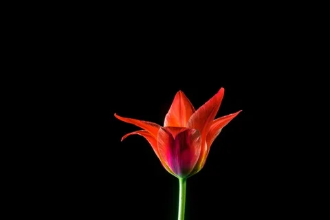 Red tulip on black background Video stock 106808278