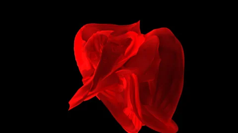 Red tulip on black background Video stock 243446274