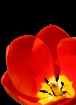 Red tulip black background Stock Photos