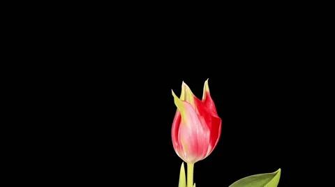 Red tulip bloom buds ALPHA matte, FULL HD (Tulipa Pretty Woman) Stock Footage 47808759