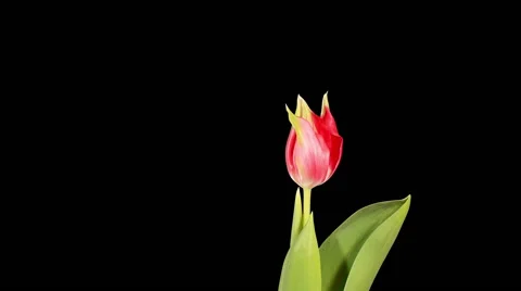 Red tulip bloom buds ALPHA matte, FULL HD (Tulipa Pretty Woman) Stock Footage 48844561