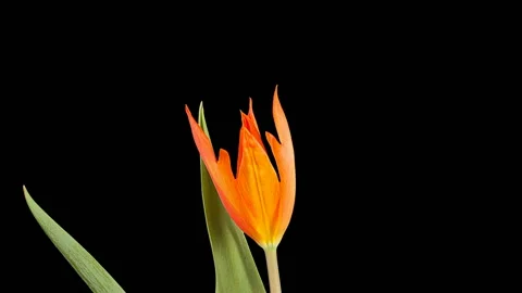 Red tulip bloom buds ALPHA matte, FULL HD (Tulipa Ballerina) Video stock 106323410