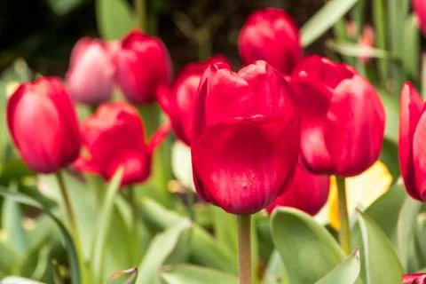 Red tulip blooming in the garden Stock Photos