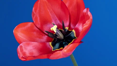 Red Tulip Blooms in Time Lapse on a Blue Background. Spring Symbol Blooming.. Stock Footage 334075627