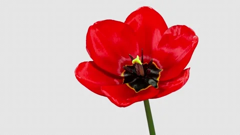 Red Tulip Blooms in Time Lapse on a Black Background with Alpha Matte Chann.. Stock Footage 334796191