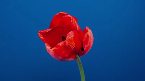 Red Tulip Blooms in Time Lapse on a Blue Background. Spring Symbol Blooming.. Stock Footage 334797796
