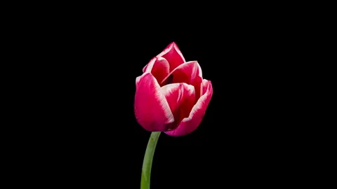 Red Tulip Blooms in Time Lapse on a Black Background. Spring Symbol Bloomin.. Stock Footage 335381381