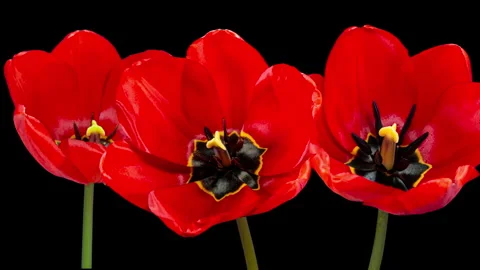 Red Tulip Blooms in Time Lapse on a Black Background. Spring Symbol Bloomin.. Stock Footage 335381527