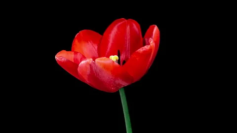 Red Tulip Blooms in Time Lapse on a Black Background. Spring Symbol Bloomin.. Stock Footage 338187235
